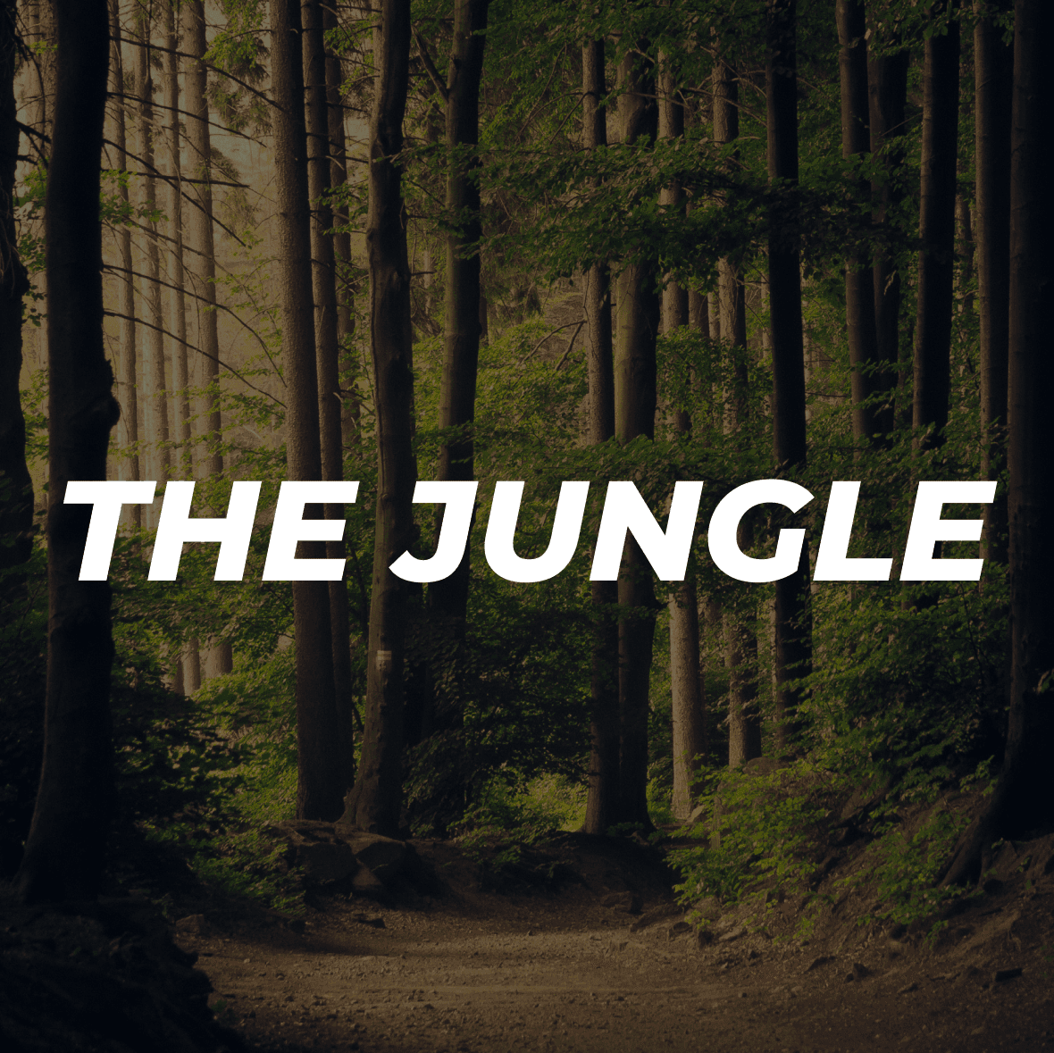 Cover photo for Jungle project